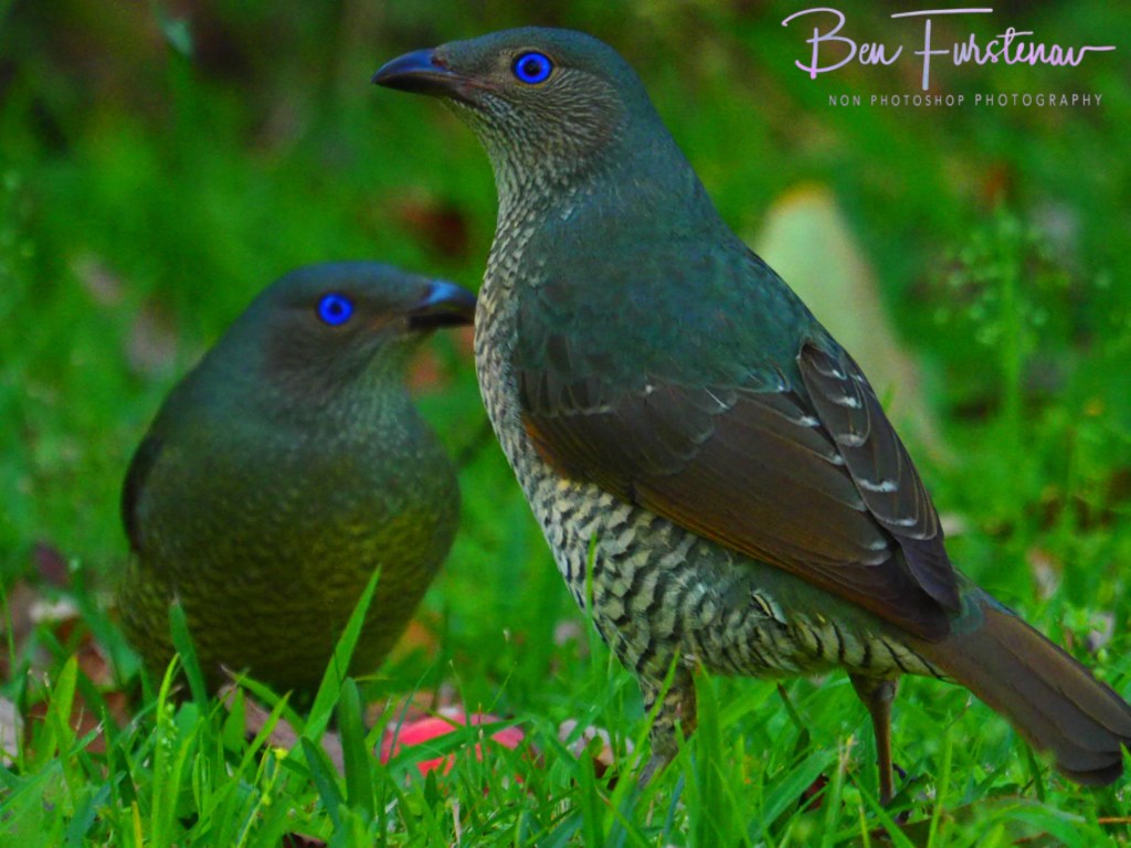 Valla, Northern New South Wales, Australia 