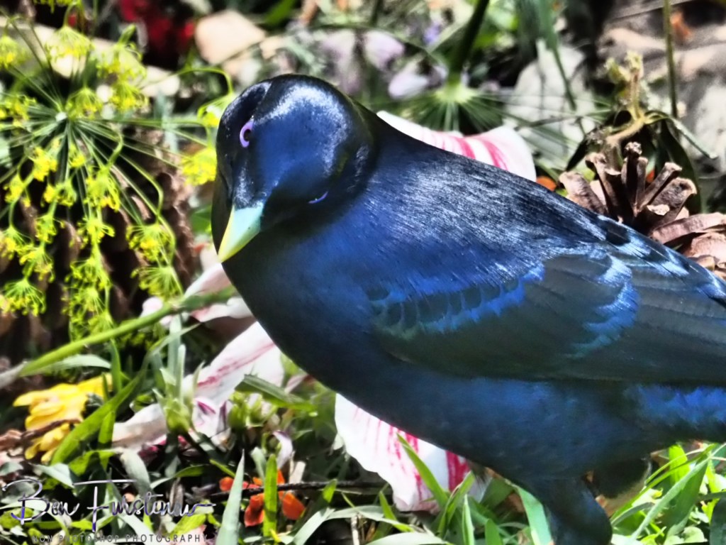 Valla, Northern New South Wales, Australia