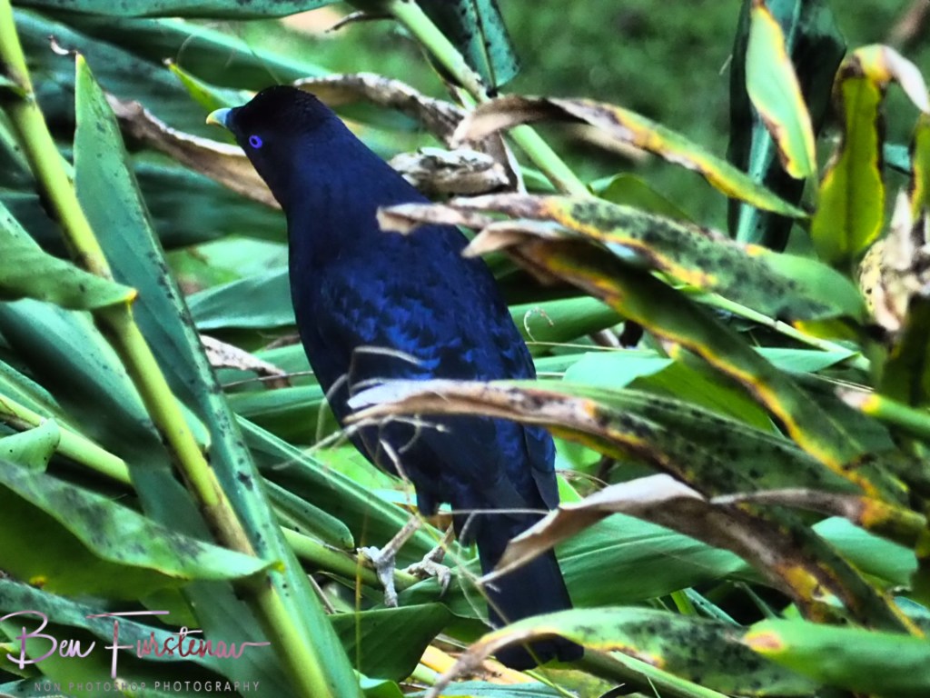 Valla, Northern New South Wales, Australia