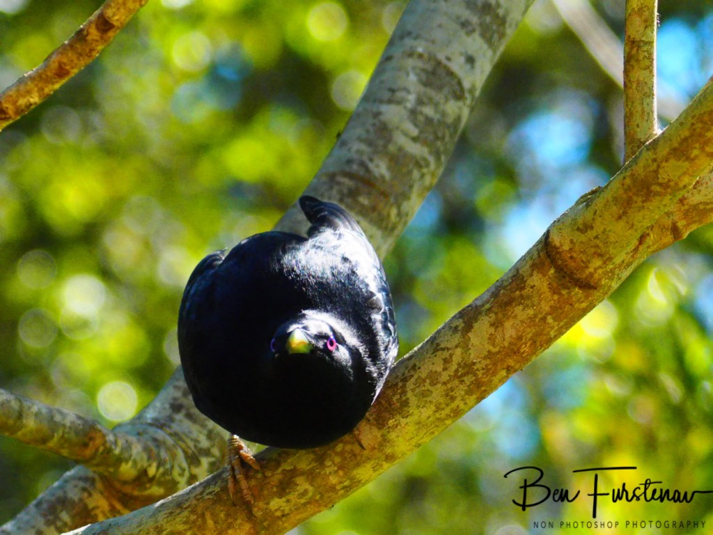 Valla, Northern New South Wales, Australia 