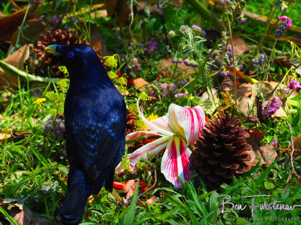 Valla, Northern New South Wales, Australia