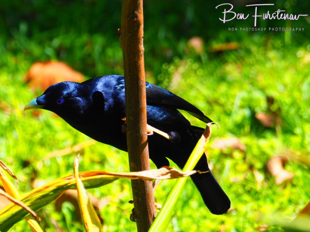 Valla, Northern New South Wales, Australia 