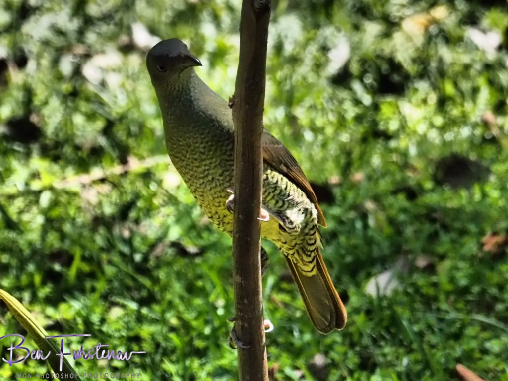 Valla, Northern New South Wales, Australia