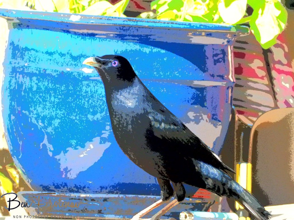 Valla, Northern New South Wales, Australia