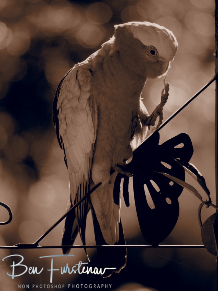 Valla, Northern New South Wales, Australia