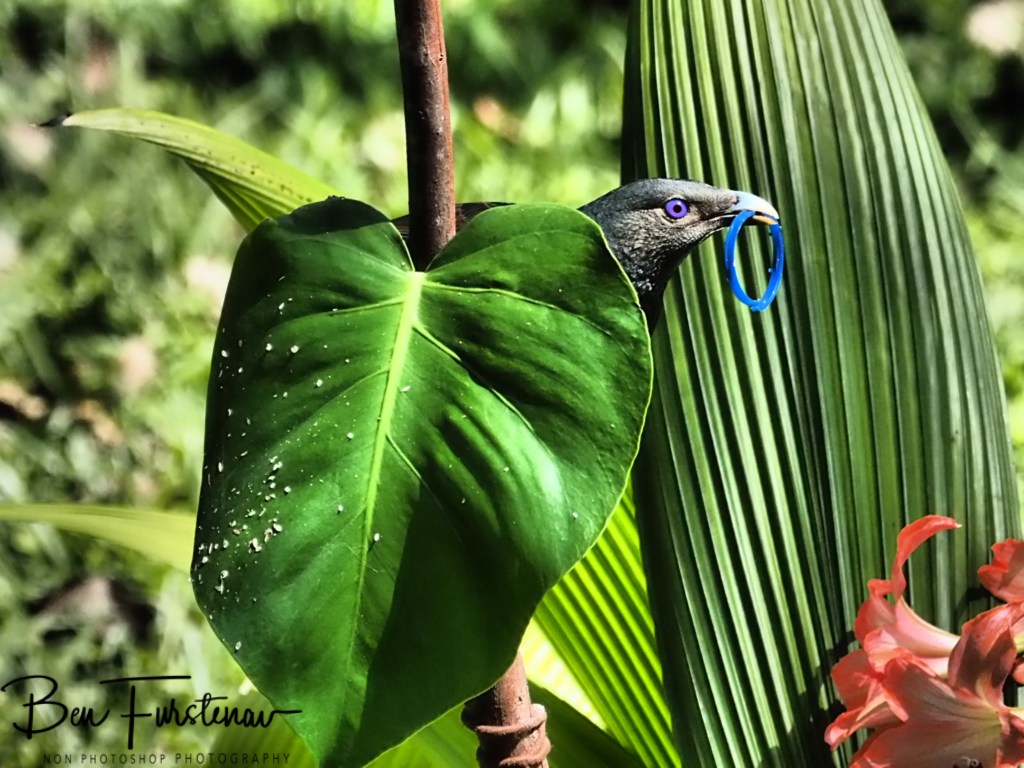 Valla, Northern New South Wales, Australia