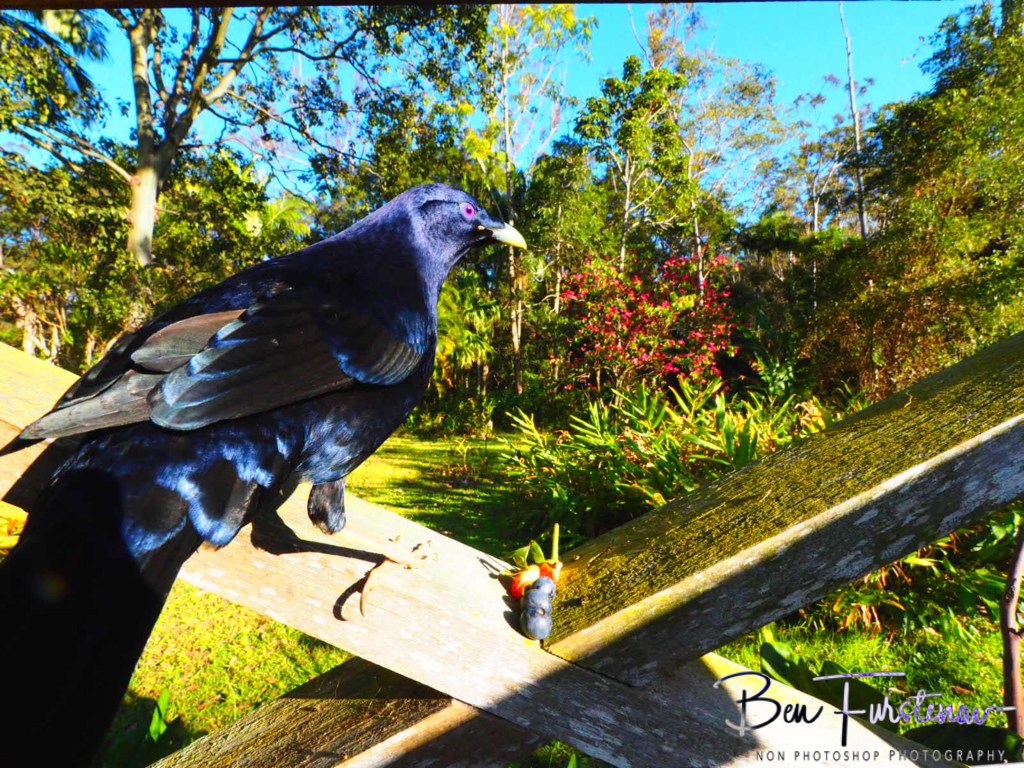 Valla, Northern New South Wales, Australia