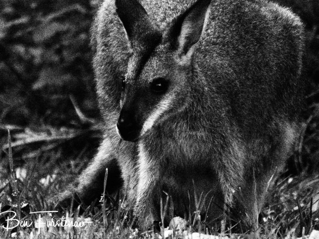 Valla, Northern New South Wales, Australia