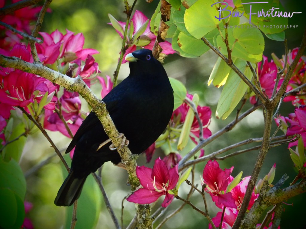 Valla, Northern New South Wales, Australia