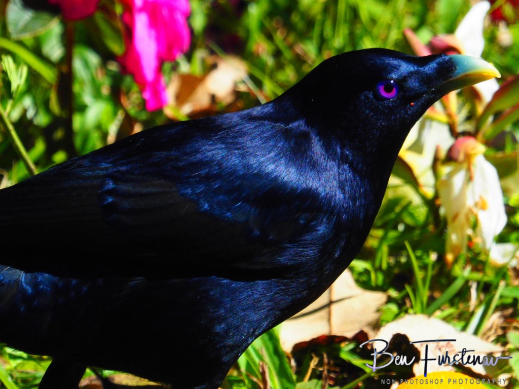 Valla, Northern New South Wales, Australia