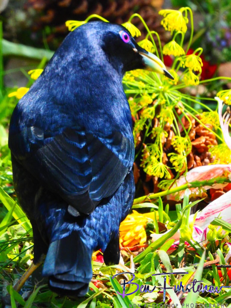 Valla, Northern New South Wales, Australia