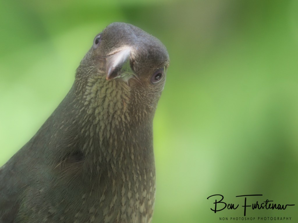 Valla, Northern New South Wales, Australia