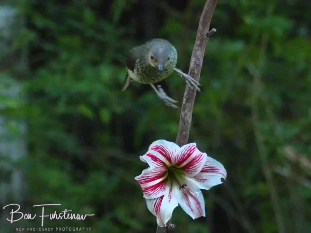Valla, Northern New South Wales, Australia