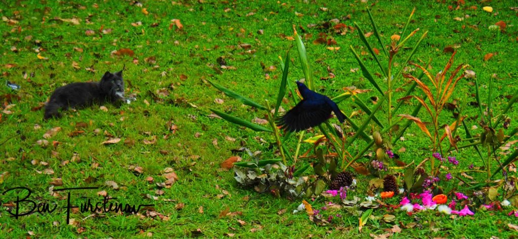 Valla, Northern New South Wales, Australia