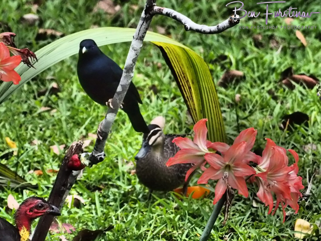 Valla, Northern New South Wales, Australia