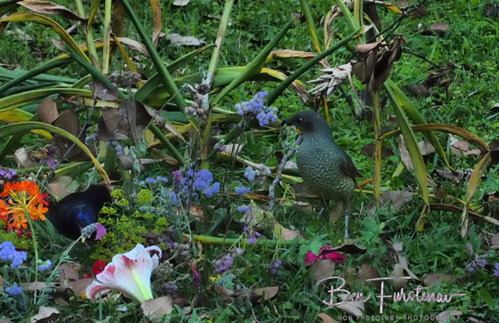Valla, Northern New South Wales, Australia