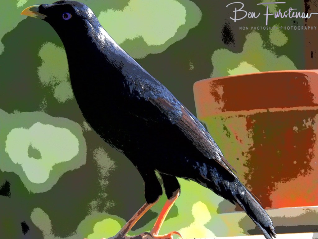 Valla, Northern New South Wales, Australia