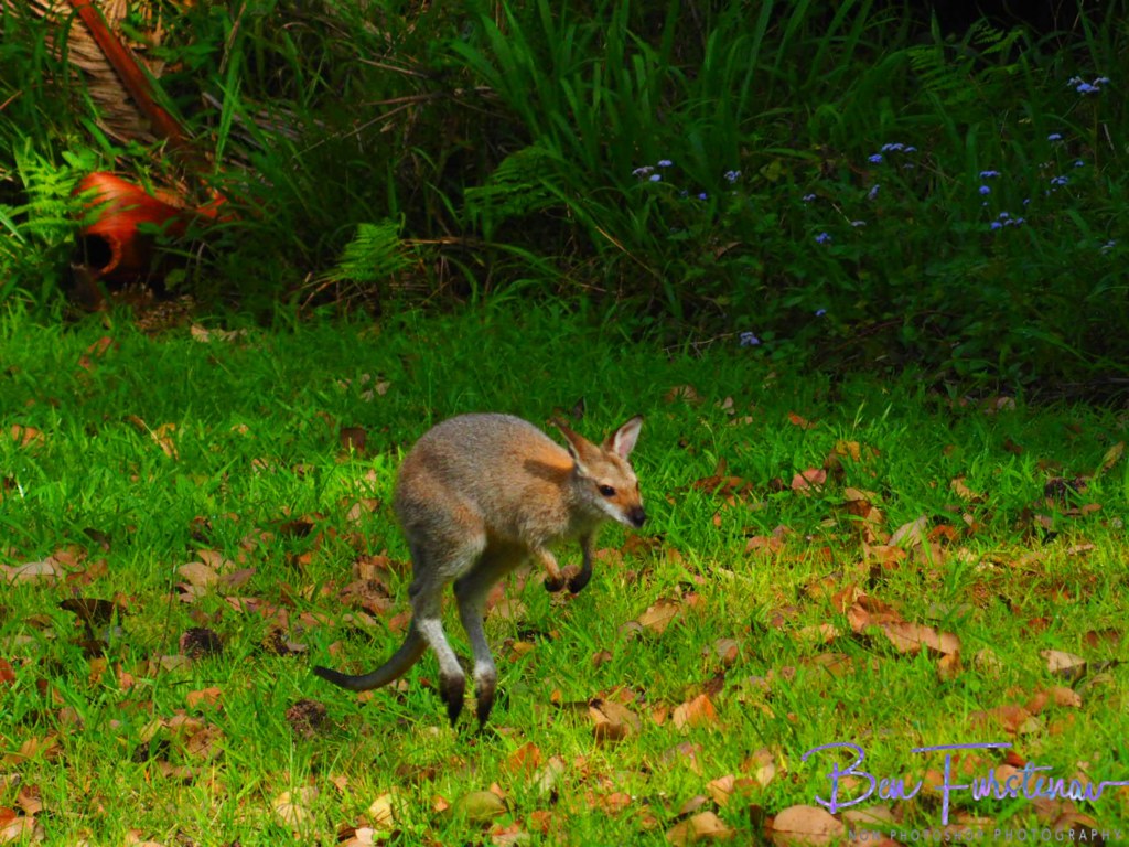 Valla, Northern New South Wales, Australia