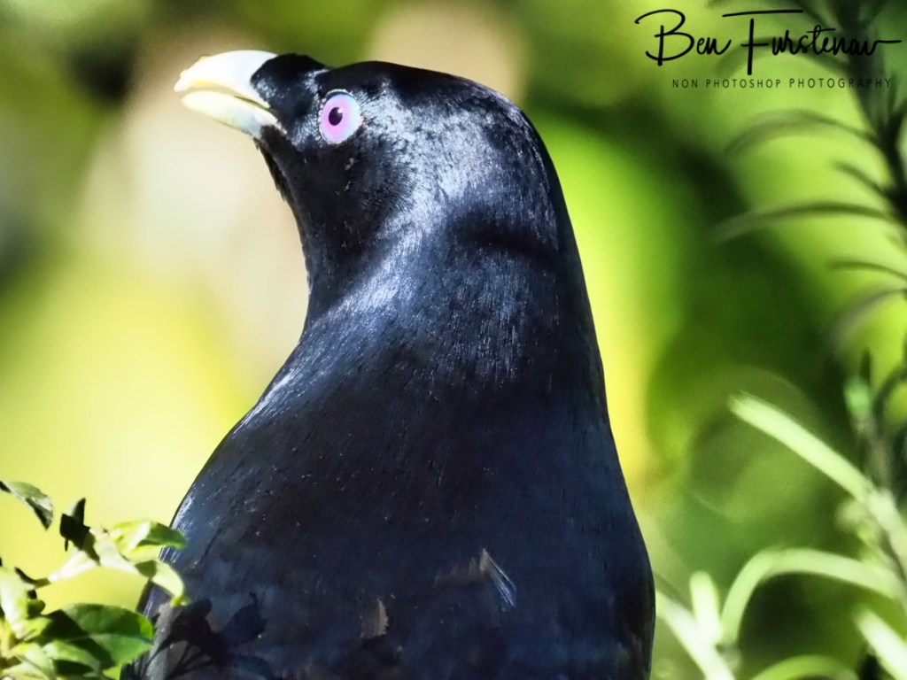 Valla, Northern New South Wales, Australia