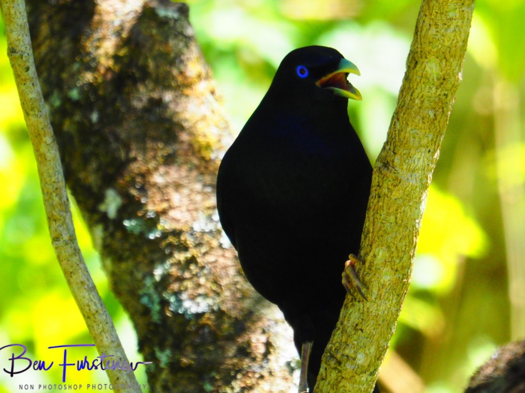 Valla, Northern New South Wales, Australia