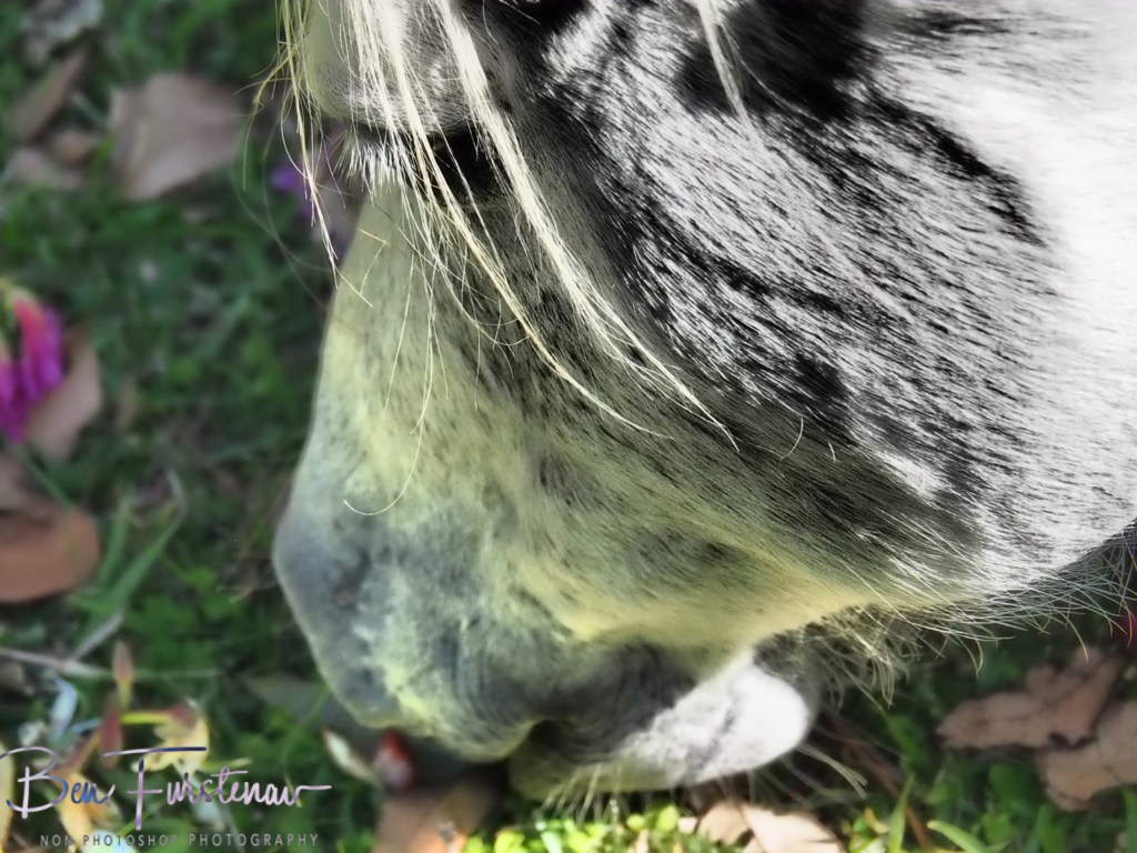 Valla, Northern New South Wales, Australia