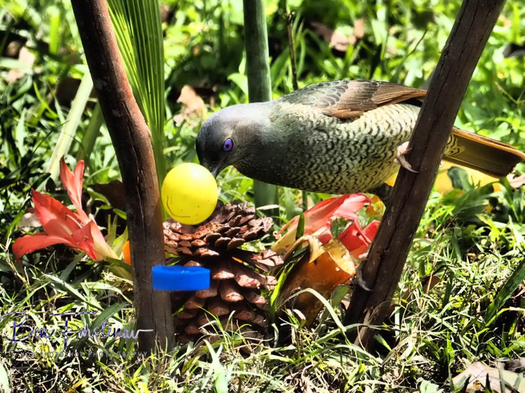 Valla, Northern New South Wales, Australia