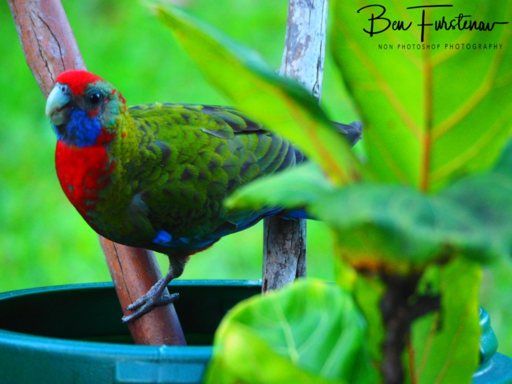 Valla, Northern New South Wales, Australia