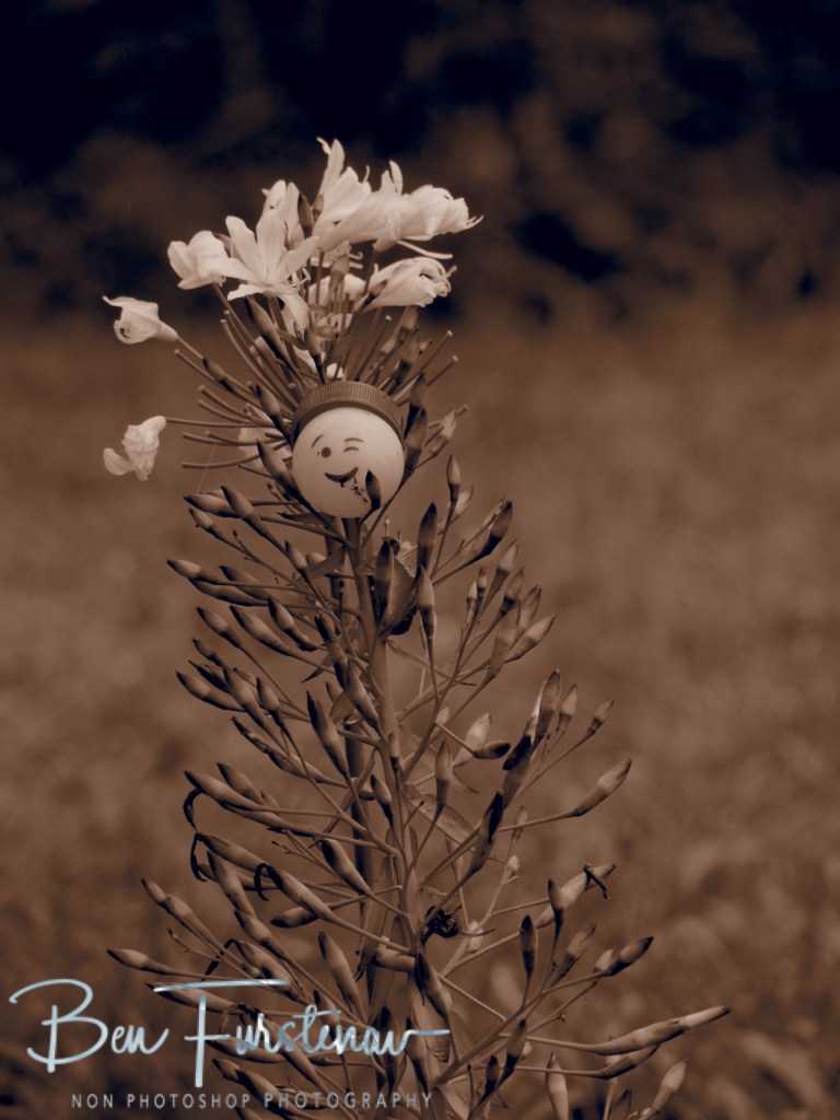 Valla, Northern New South Wales, Australia