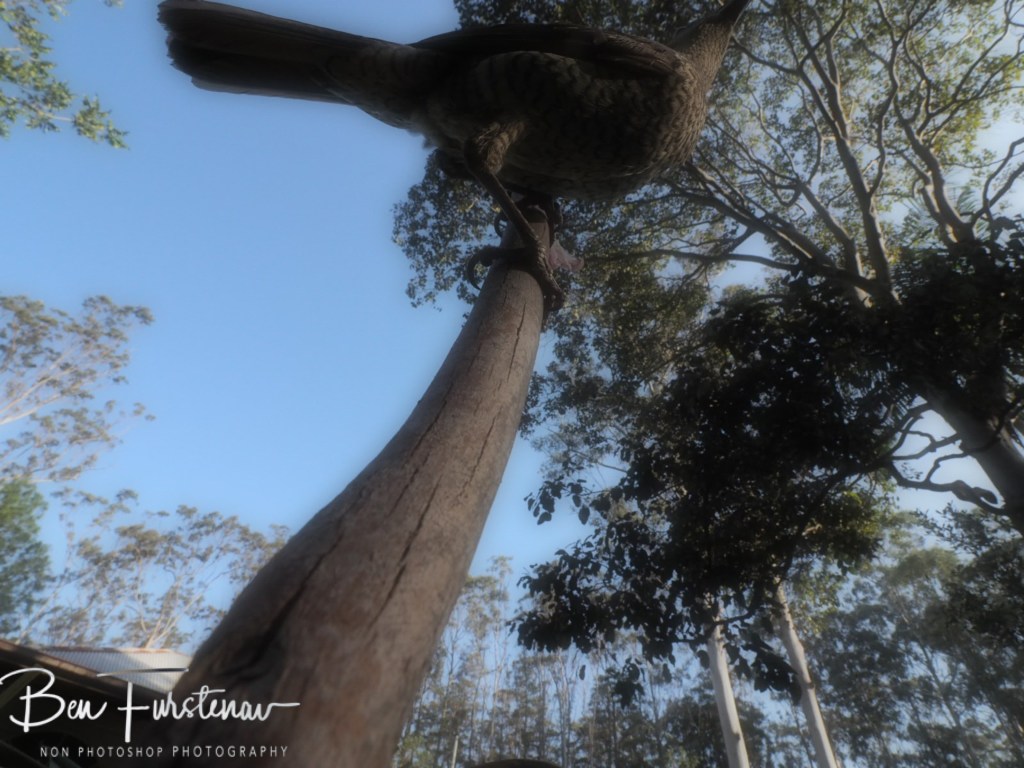 Valla, Northern New South Wales, Australia