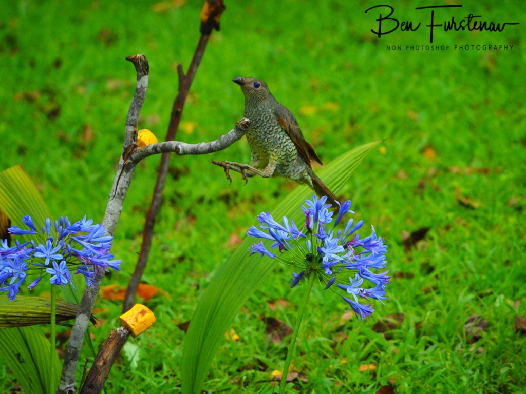 Valla, Northern New South Wales, Australia