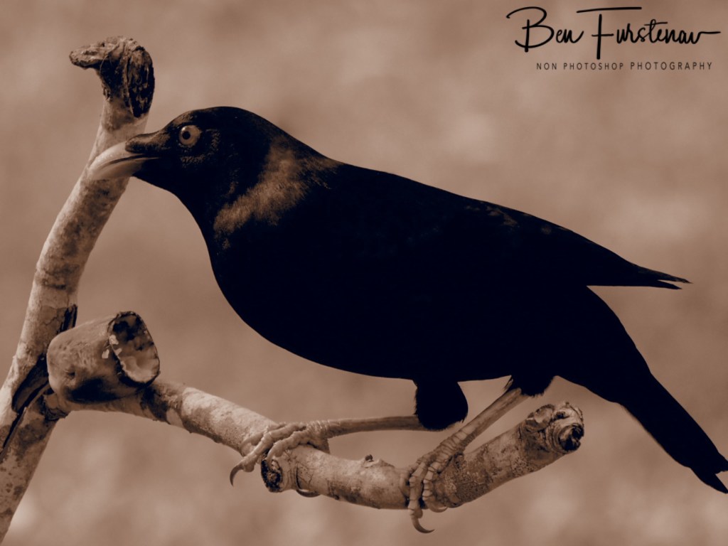 Valla, Northern New South Wales, Australia