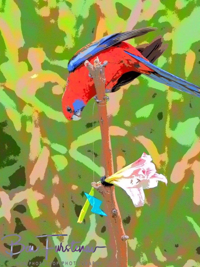 Valla, Northern New South Wales, Australia