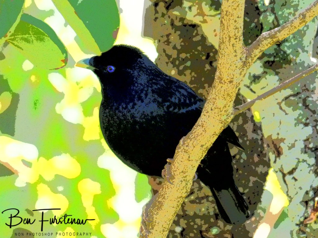 Valla, Northern New South Wales, Australia