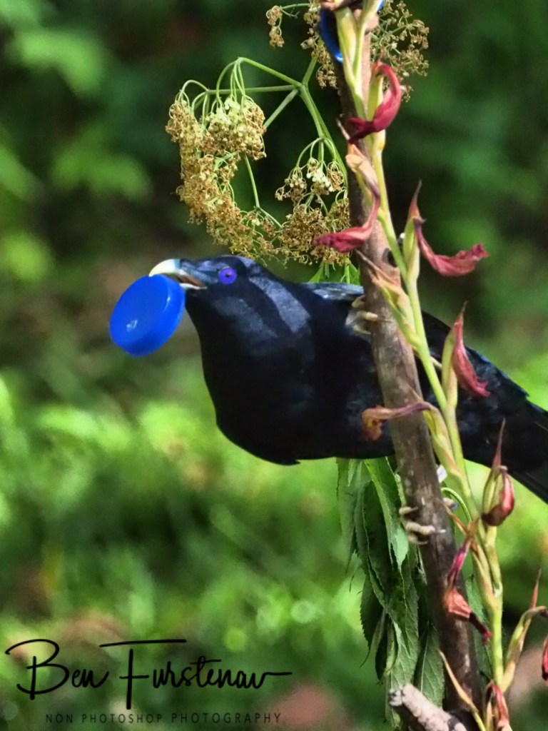 Valla, Northern New South Wales, Australia