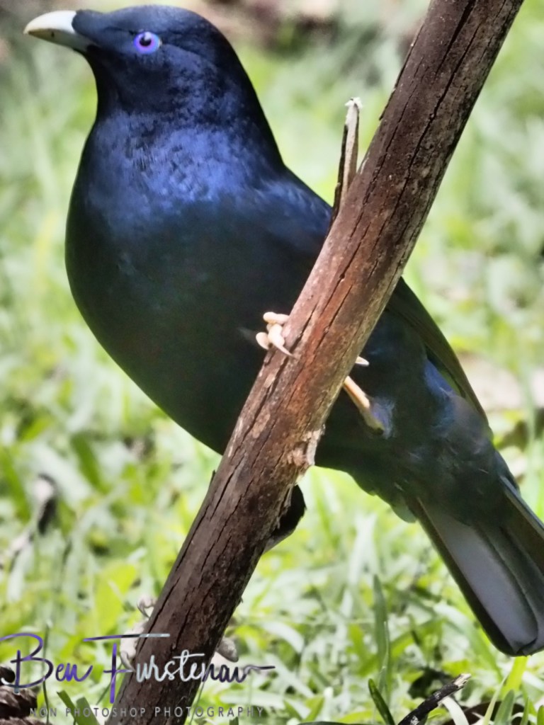 Valla, Northern New South Wales, Australia