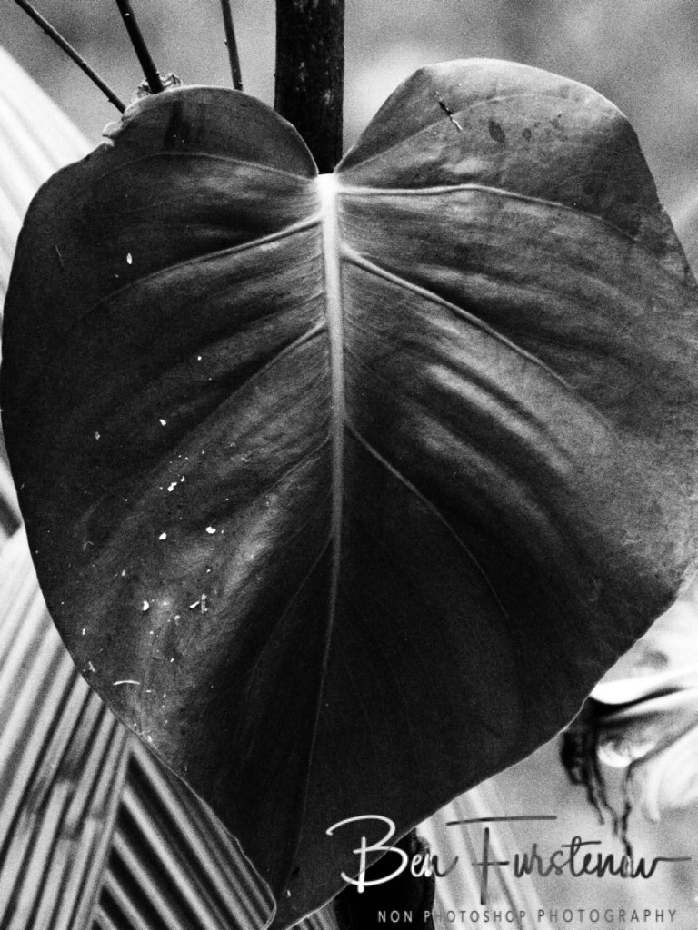 Valla, Northern New South Wales, Australia