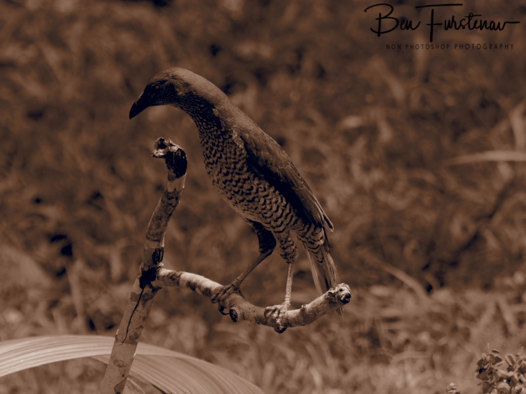 Valla, Northern New South Wales, Australia