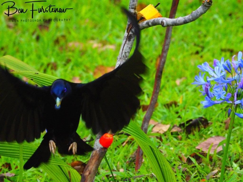 Valla, Northern New South Wales, Australia