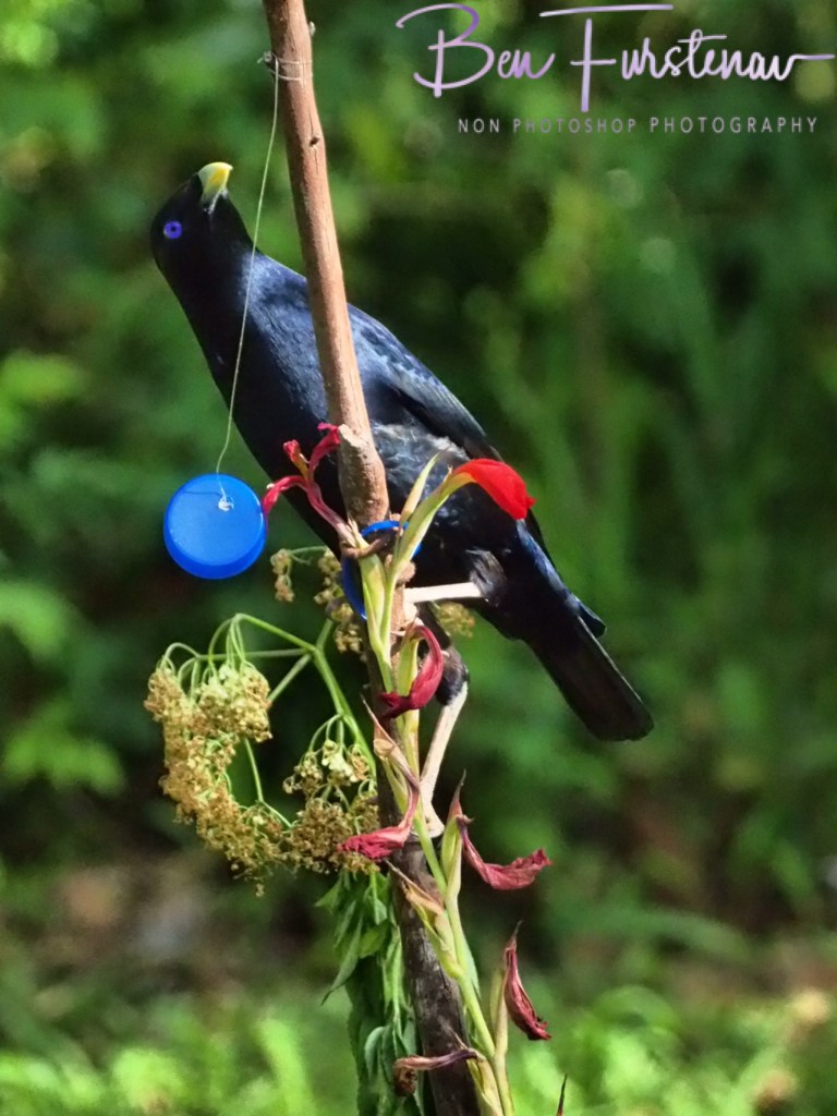 Valla, Northern New South Wales, Australia