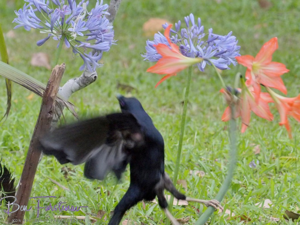 Valla, Northern New South Wales, Australia