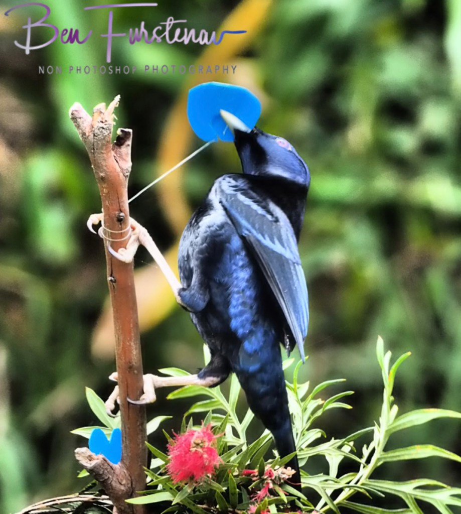 Valla, Northern New South Wales, Australia