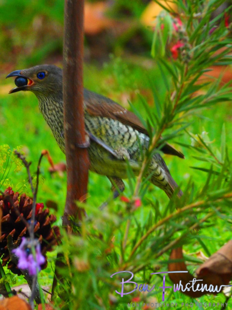 Valla, Northern New South Wales, Australia