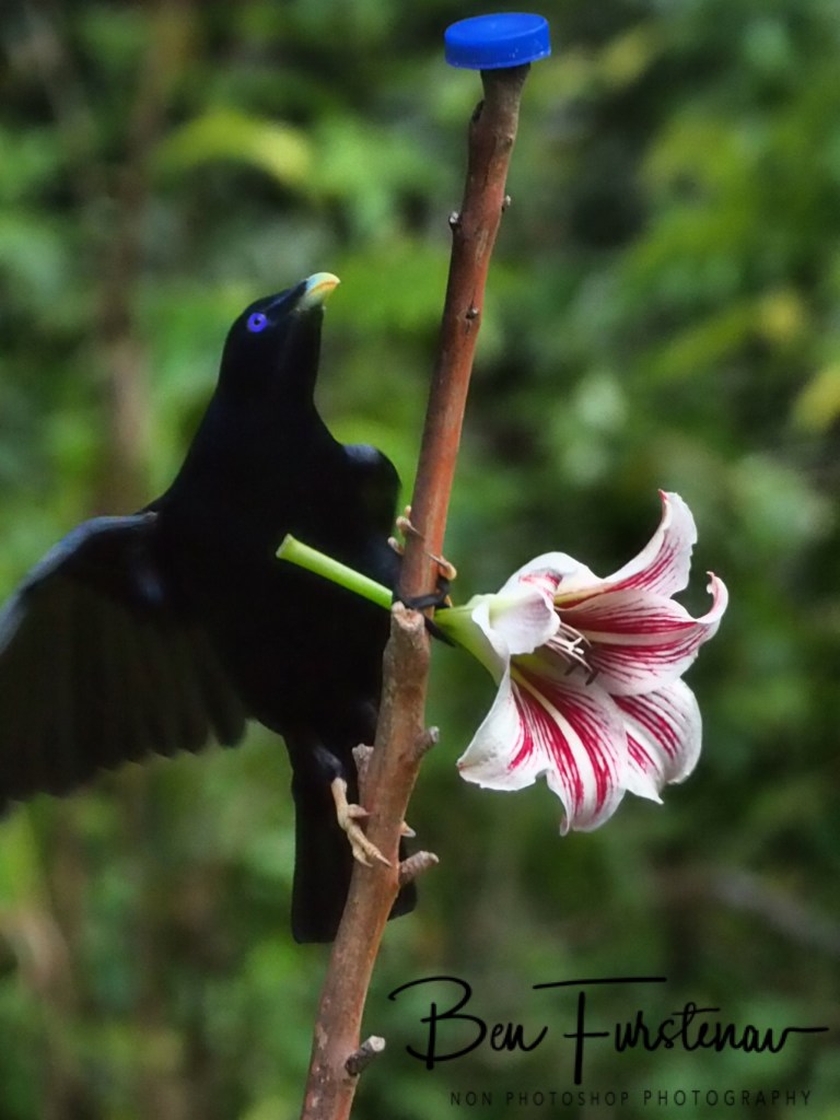 Valla, Northern New South Wales, Australia