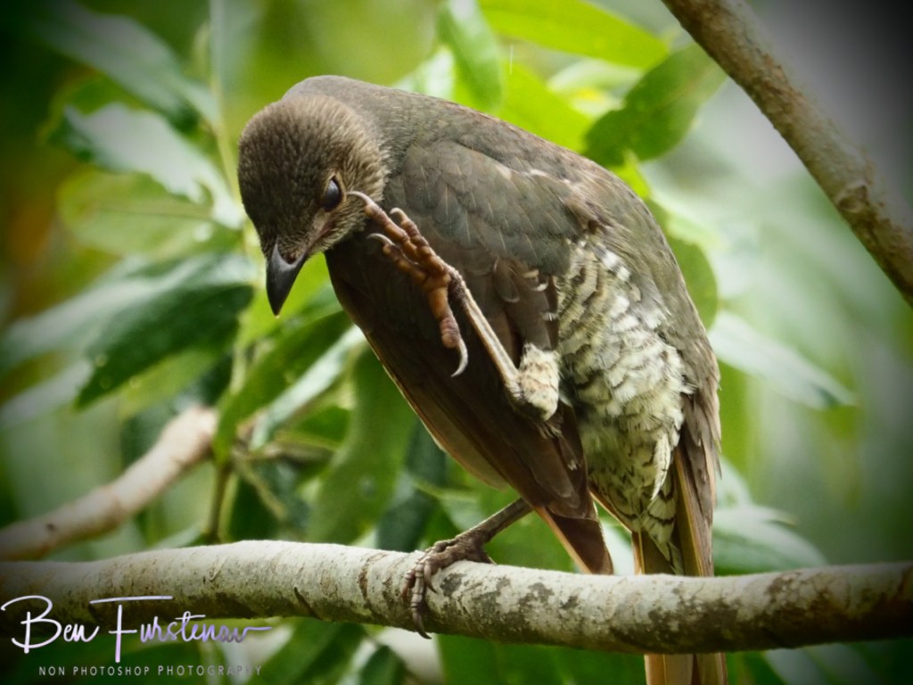 Valla, Northern New South Wales, Australia
