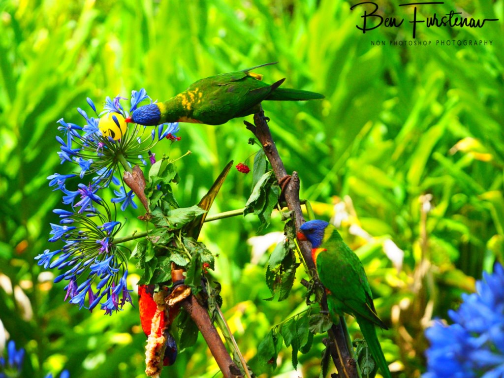 Valla, Northern New South Wales, Australia