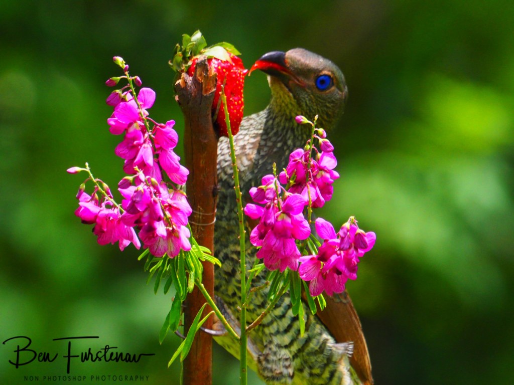 Valla, Northern New South Wales, Australia