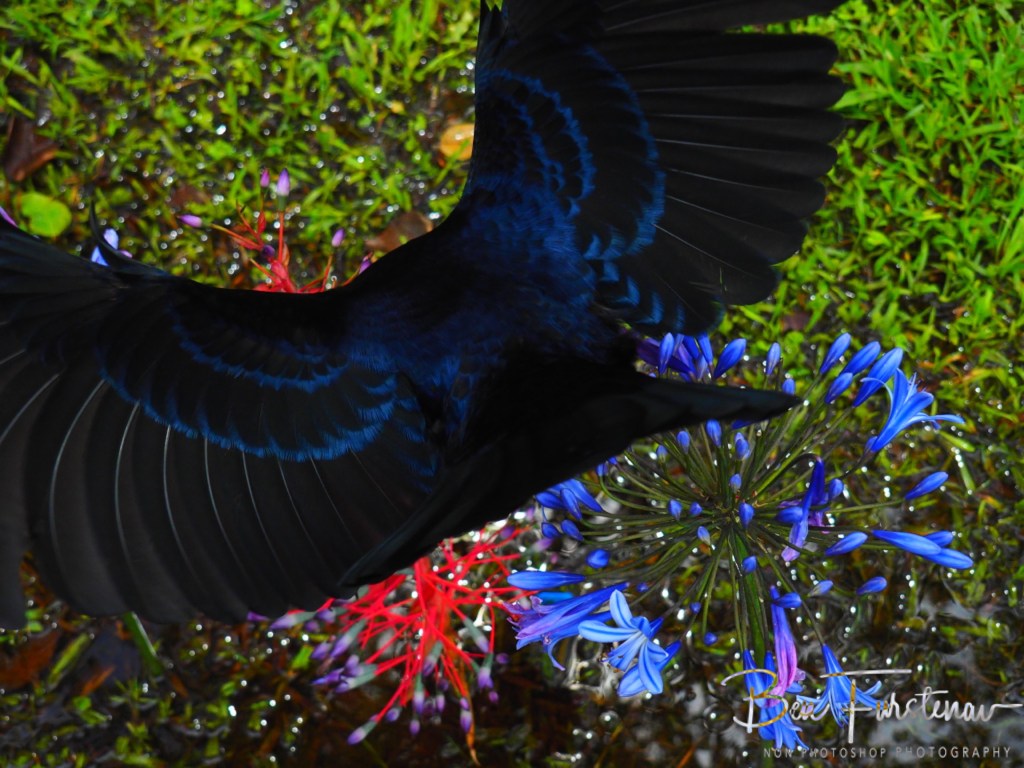 Valla, Northern New South Wales, Australia