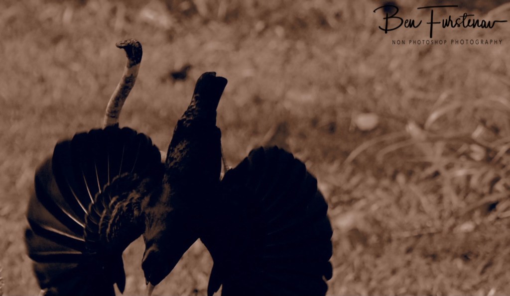 Valla, Northern New South Wales, Australia