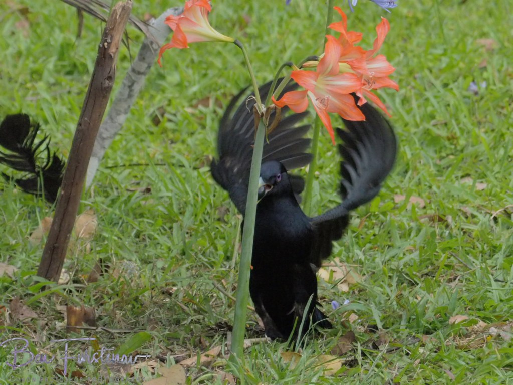 Valla, Northern New South Wales, Australia
