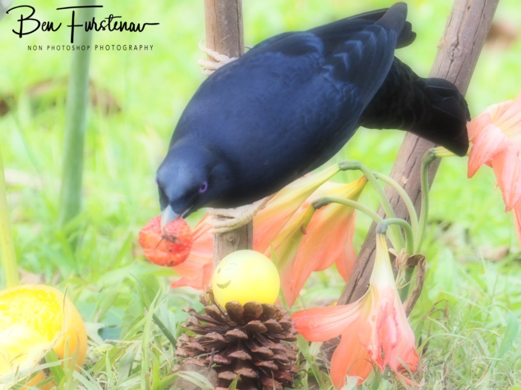 Valla, Northern New South Wales, Australia